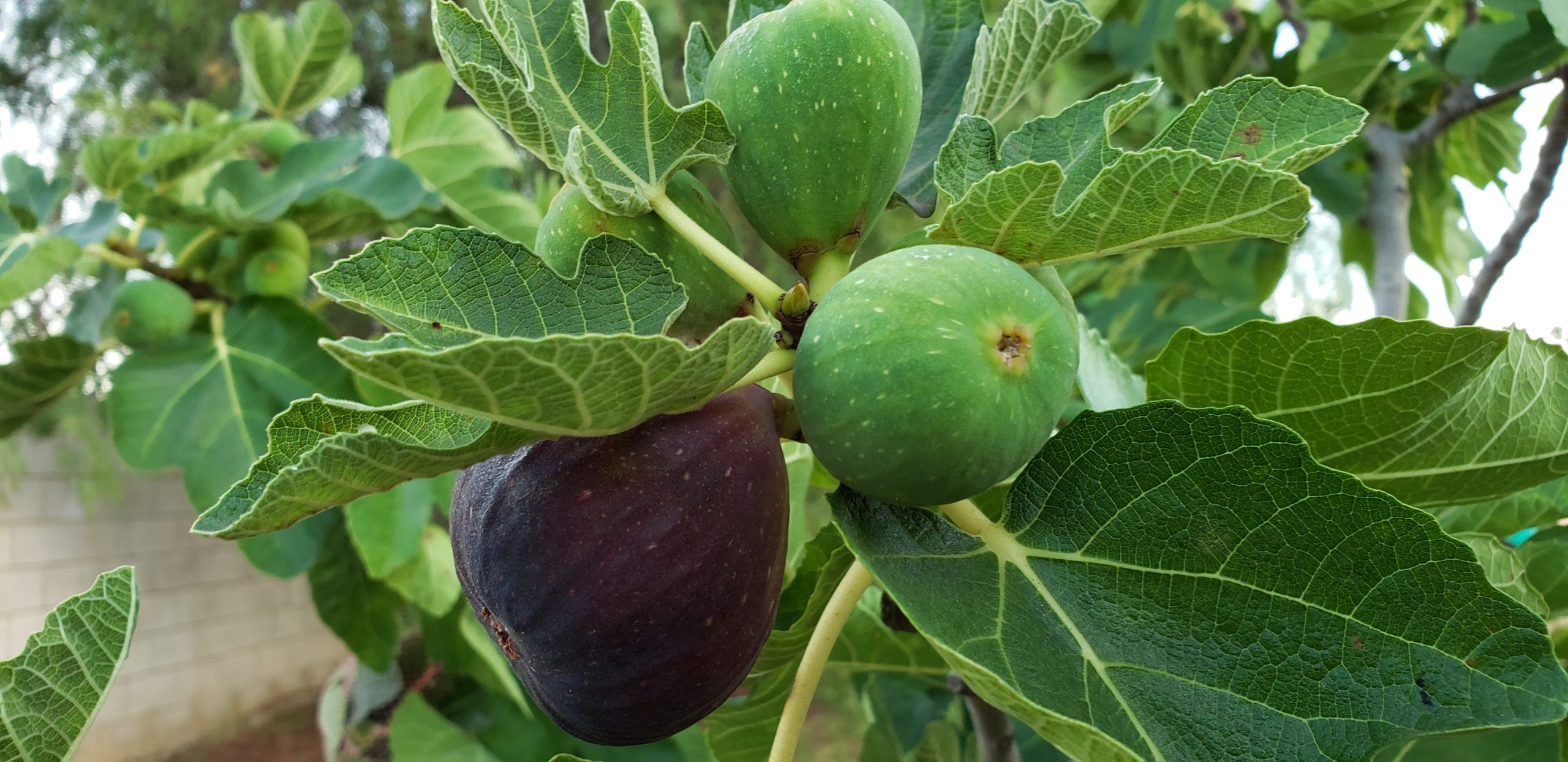 Great Garden Products - Black Mission Figs 20190805_192335