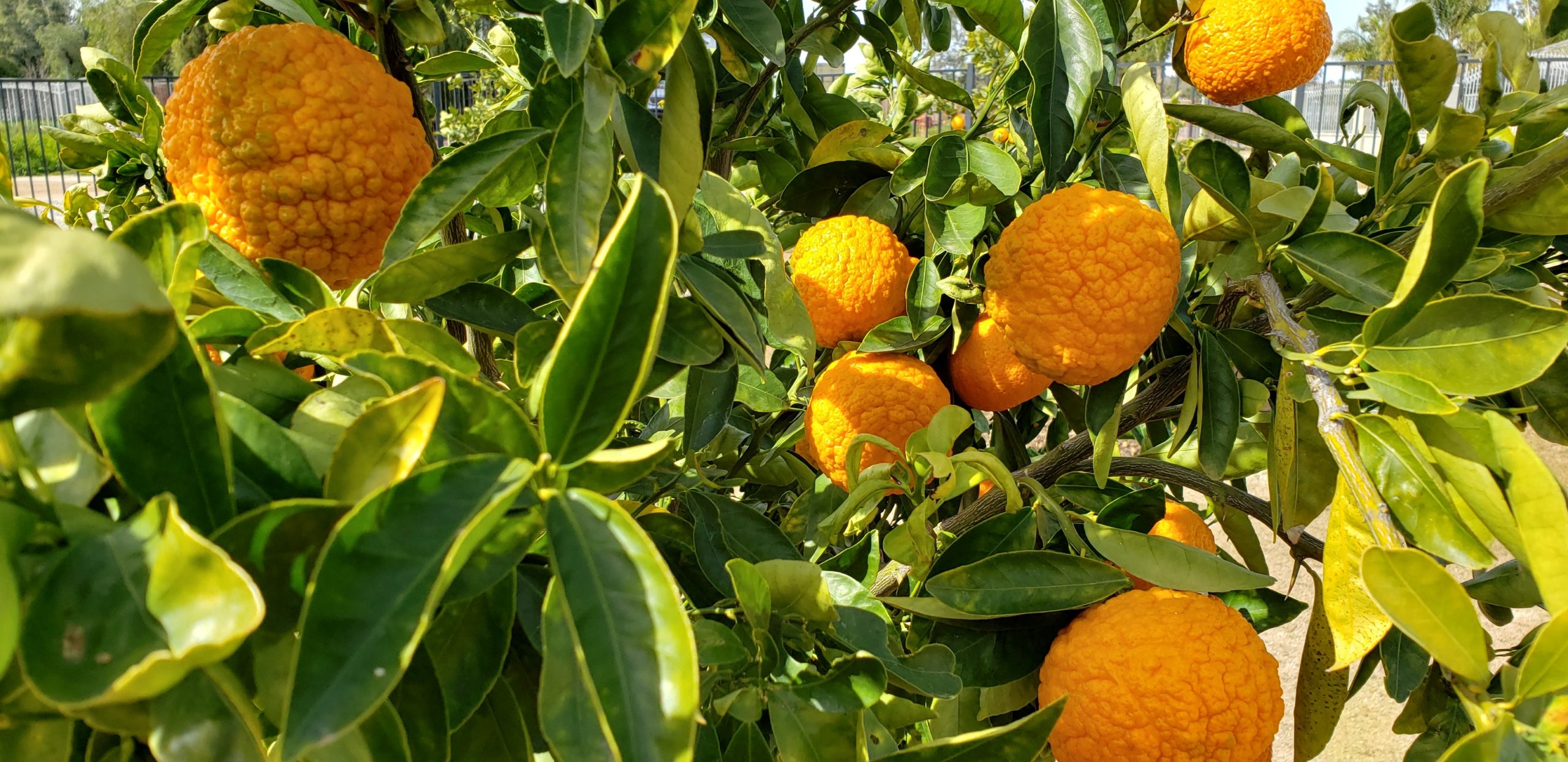 Great Garden Products - Gold Nugget Mandarins 20190212_114147