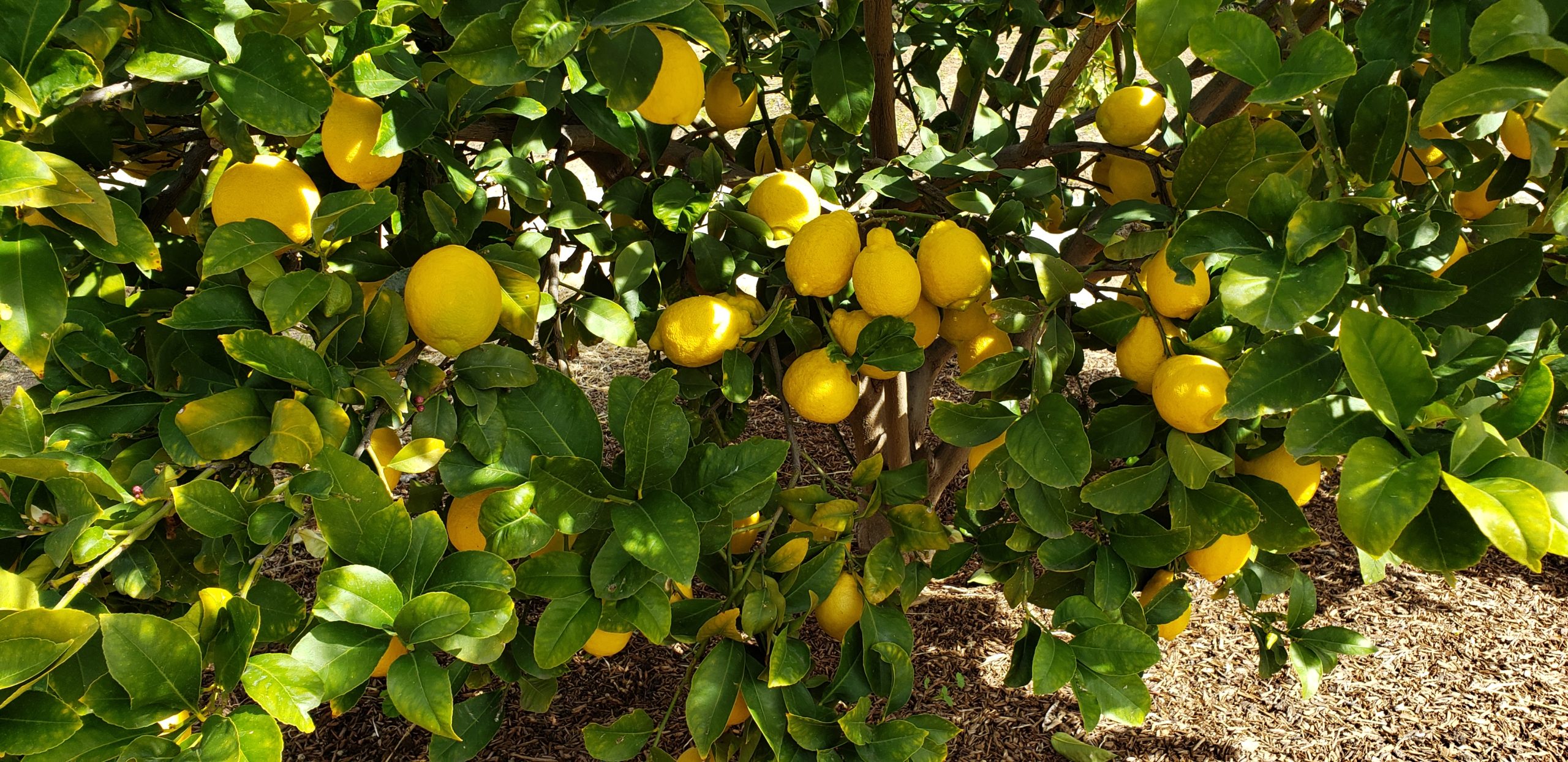 Great Garden Products - Lemons 20190212_120543
