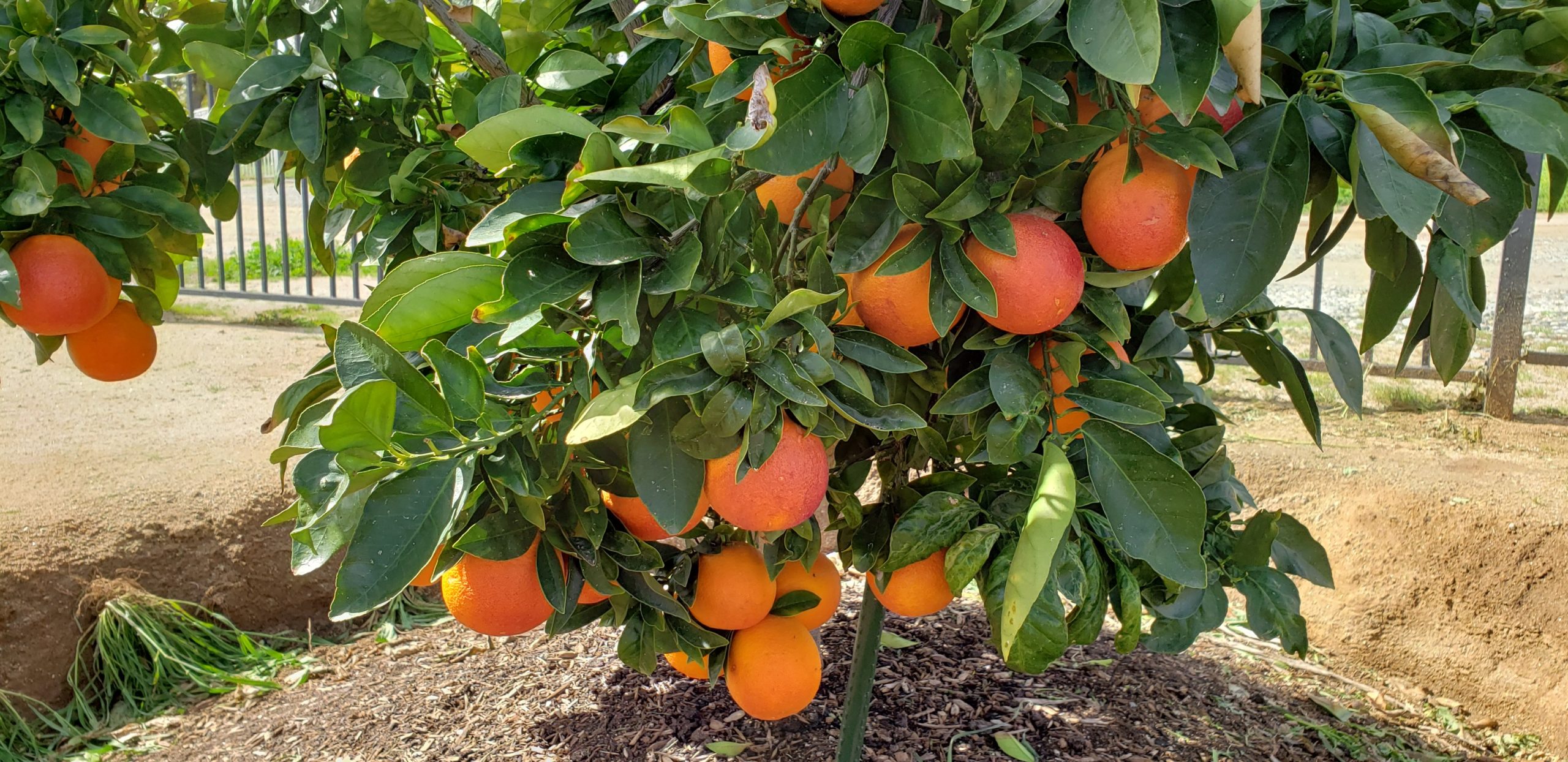 Great Garden Products - Morro Blood Oranges 20190212_114304