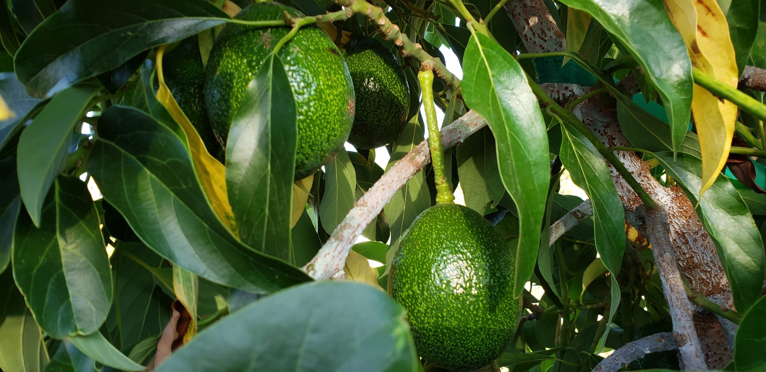 Great Garden Products - Reed Avocados 20191002_172044